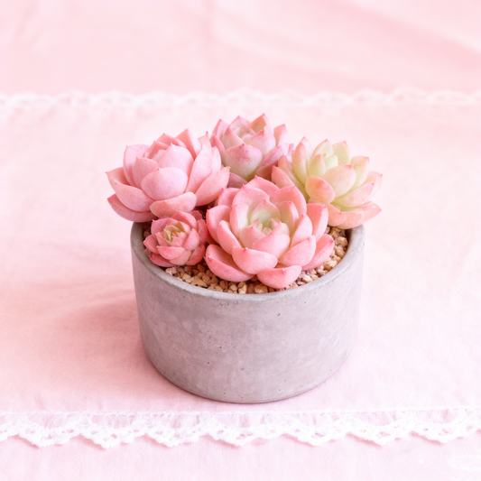 Elegant Concrete Round Decor Pot