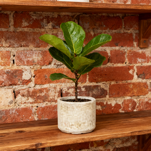 Textured Ceramic Decor Pot